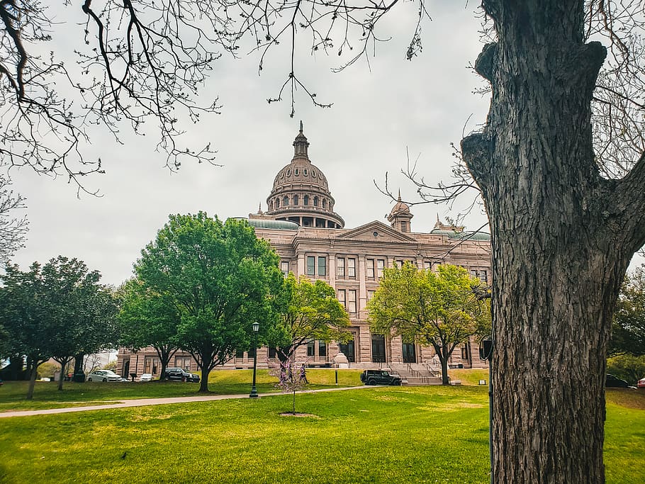 plant, grass, campus, tree, united states, 1295 colorado st HD wallpaper