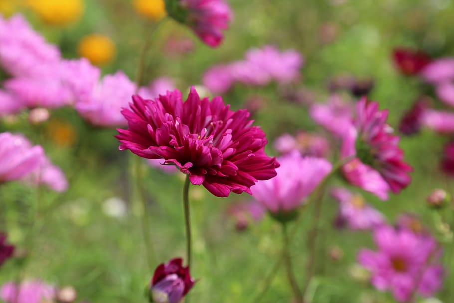 Red Petaled Flower Blooming during Daytime, blossom, close-up HD wallpaper