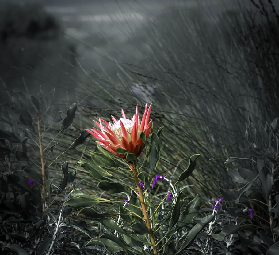 king protea, flower, natural, nature, bloom, botany, flowering plant, HD wallpaper