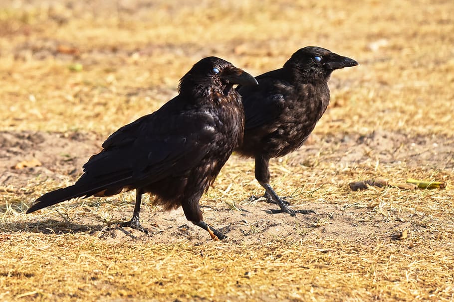 crow, bird, animal, corvus, wildlife, two, together, side by side, HD wallpaper