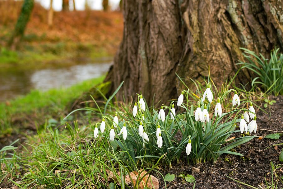 snowdrop, flower, spring, plant, signs of spring, blossom, bloom HD wallpaper