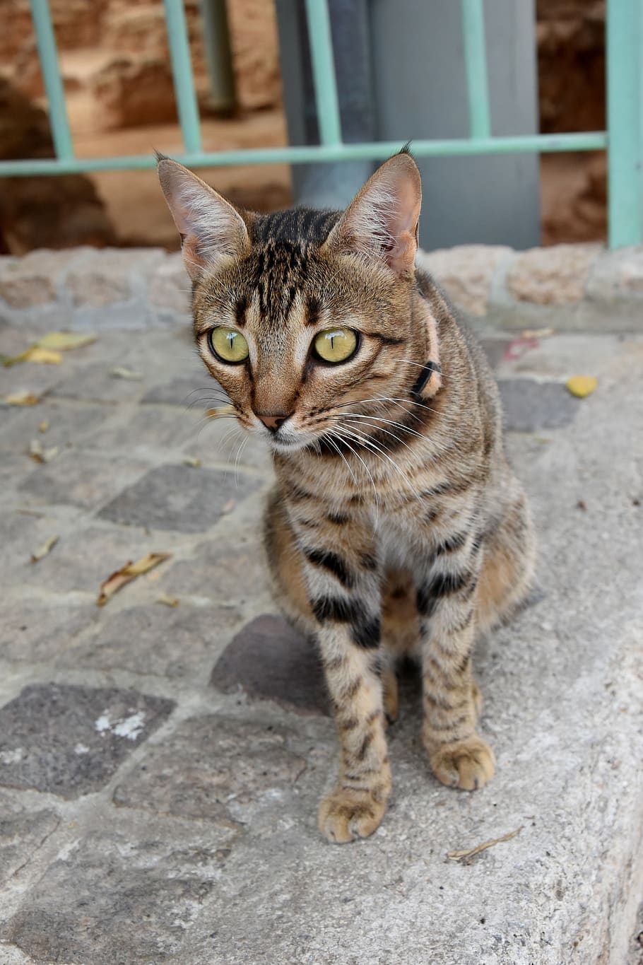 cat, animal, sight, watch, fur, nice, animals, kitten, domestic cat HD wallpaper