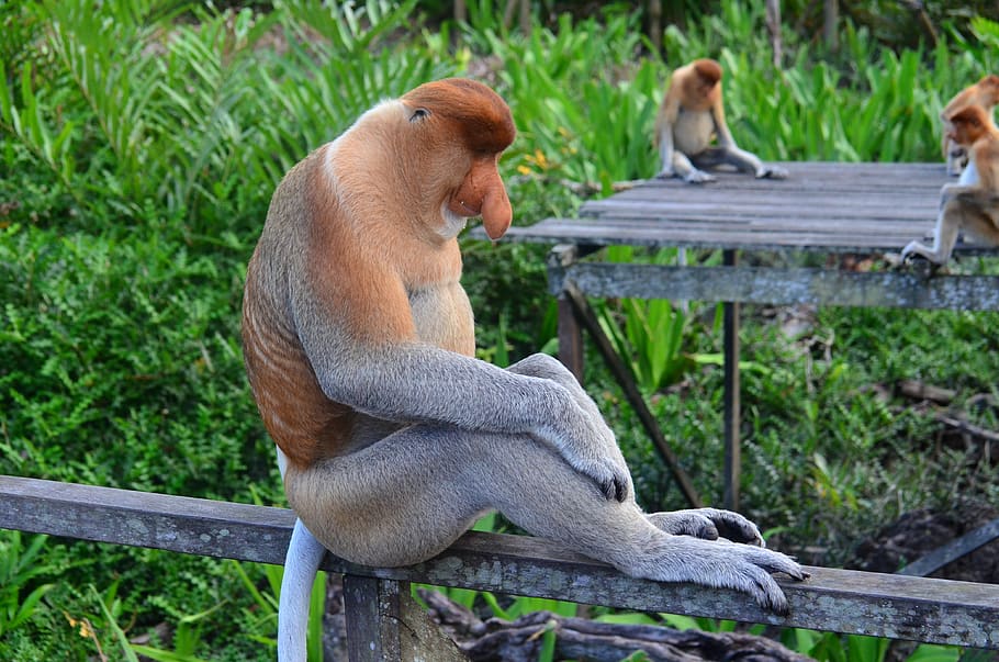 Brown Gray Primate, animal, long-nosed monkey, nature, proboscis monkey HD wallpaper