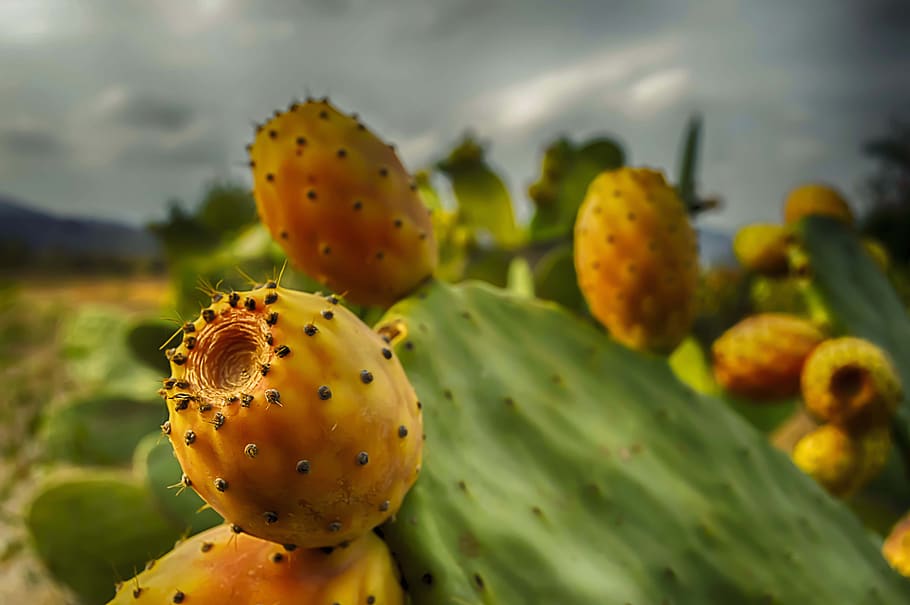 prickly pears, prickly pear cactus, fruit, food, succulent plant, HD wallpaper