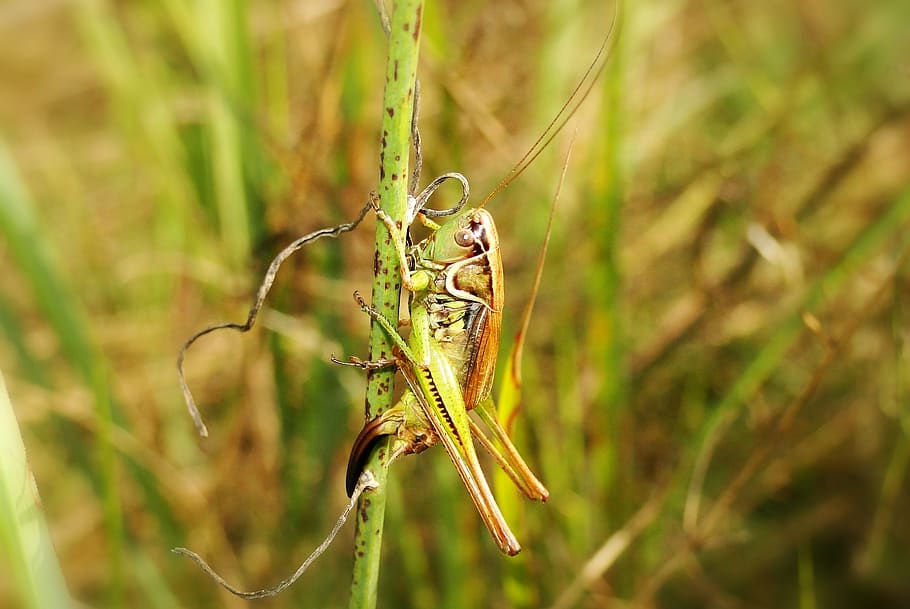 animal wildlife, animal themes, animals in the wild, invertebrate HD wallpaper