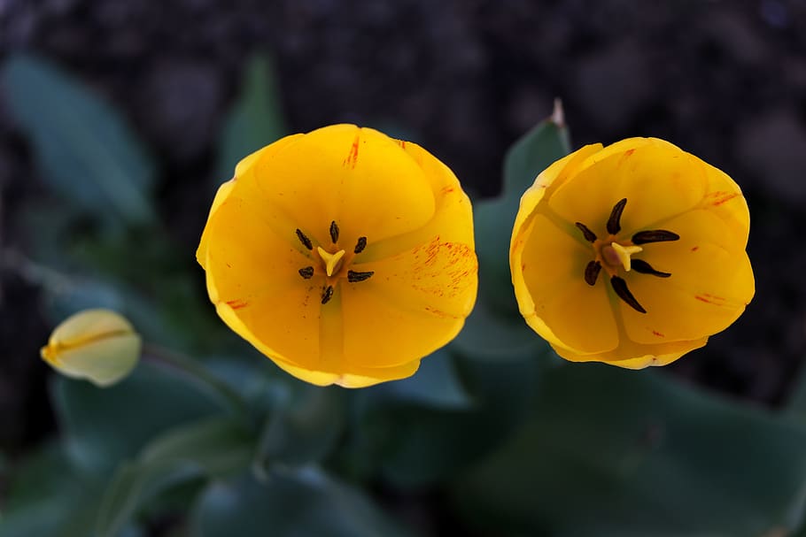 tulip, yellow, flowers, spring, coloring, nature, supplies HD wallpaper