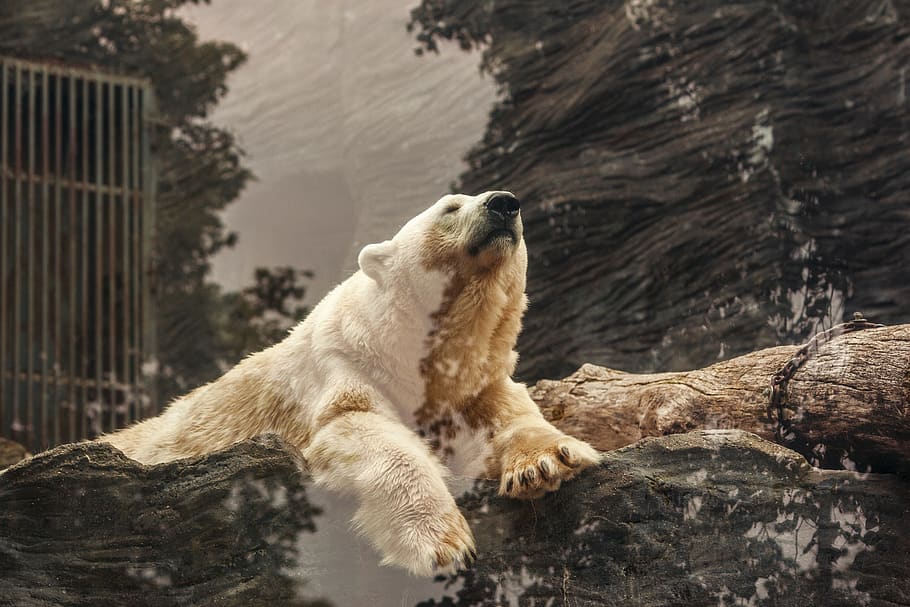 polar bear lying on brown rock, animal themes, mammal, animals in the wild HD wallpaper