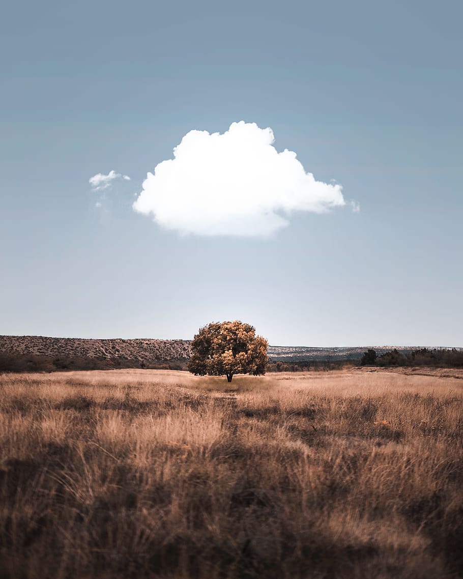 painting of brown tree under gray sky during daytime, instagram HD wallpaper