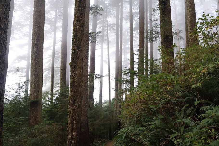 forest, trees, nature, landscape, fog, path, outdoors, scenic HD wallpaper