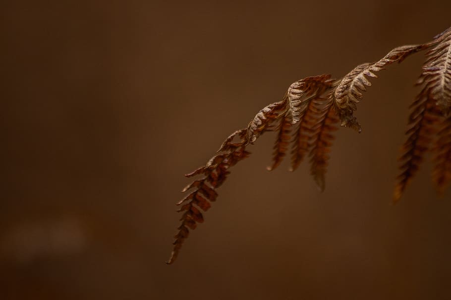 brown leaf shallow focus photography, plant, food, vegetable HD wallpaper