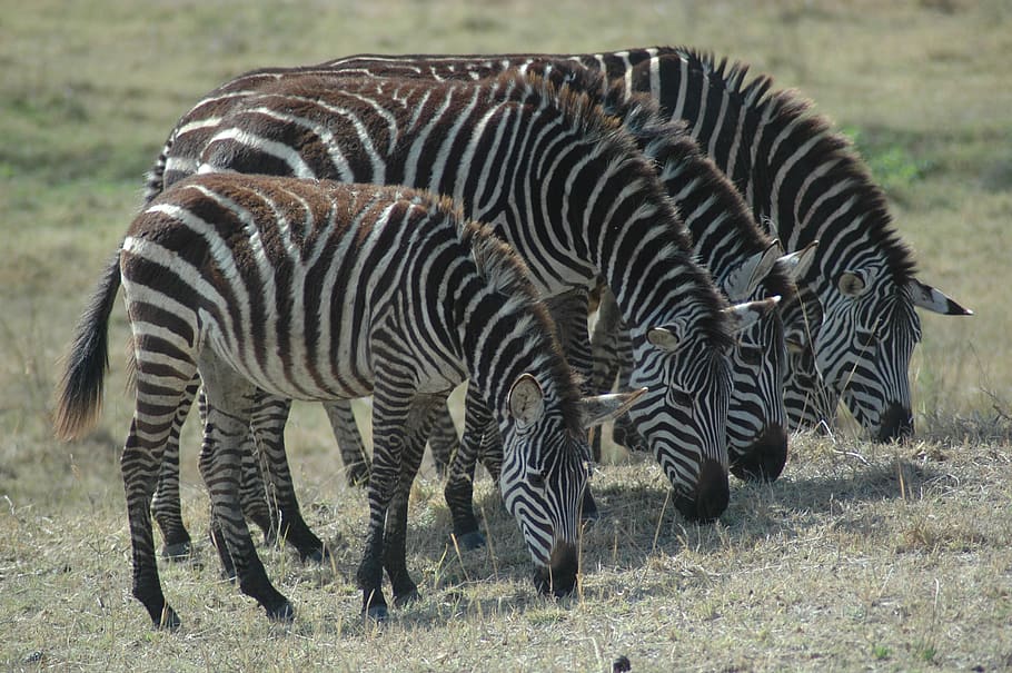 five zebra eating grass during daytime, wildlife, mammal, animal