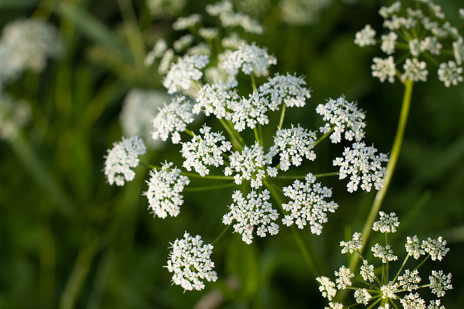 summer, nature, flower, white, green, beutiful, summercottage HD wallpaper