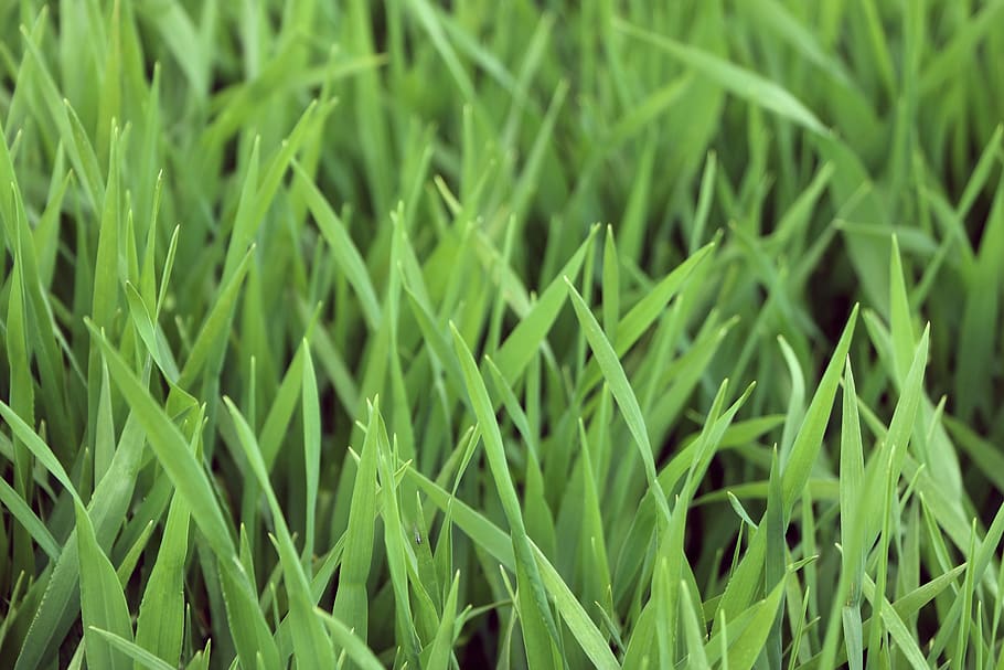 germany, heidelberg, closeup, macro, detail, green, green grass HD wallpaper