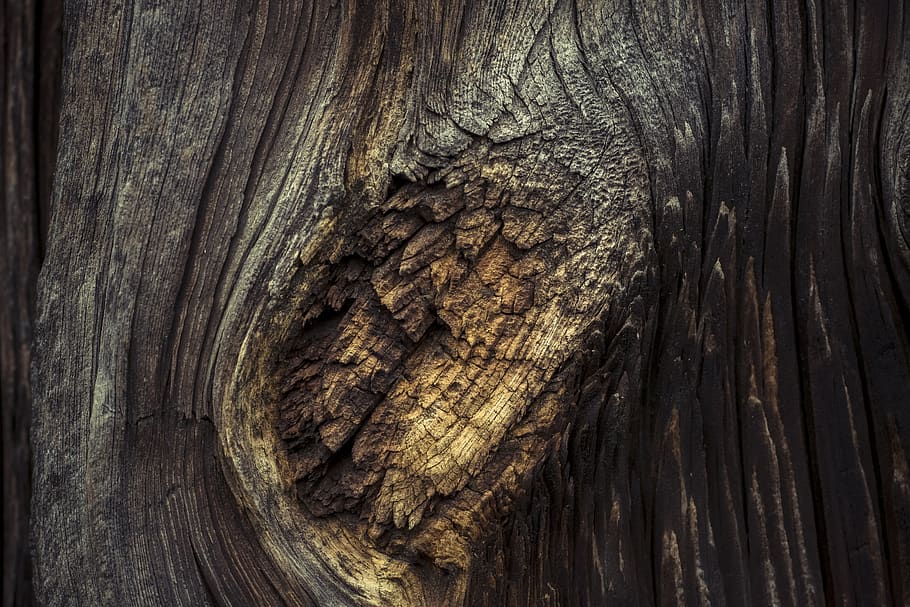 forest, tree, branch, nature, landscape, wood, material, renewable HD wallpaper