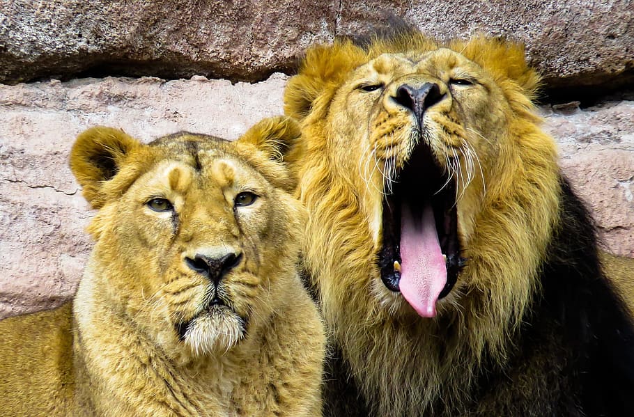 Hd Wallpaper Royal Family Couple Lion King Animal Wild