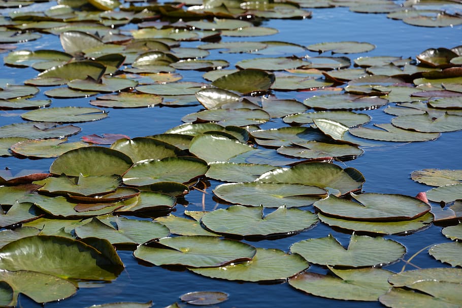 HD wallpaper: plant, lily, blossom, flower, pond lily, animal, fish ...