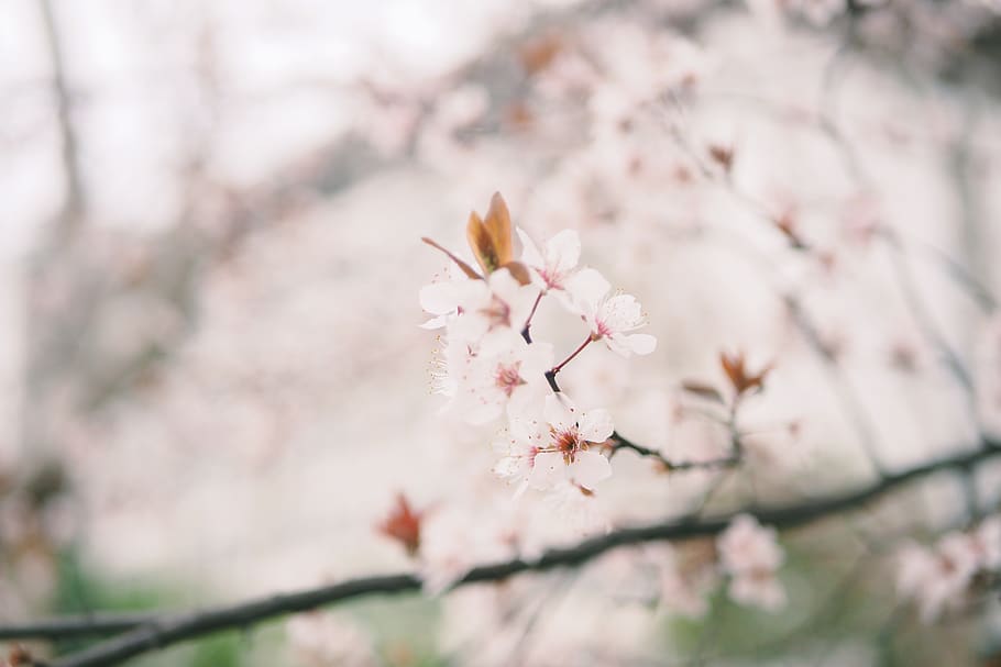 bloomed white flower, plant, blossom, cherry blossom, petal, anemone HD wallpaper