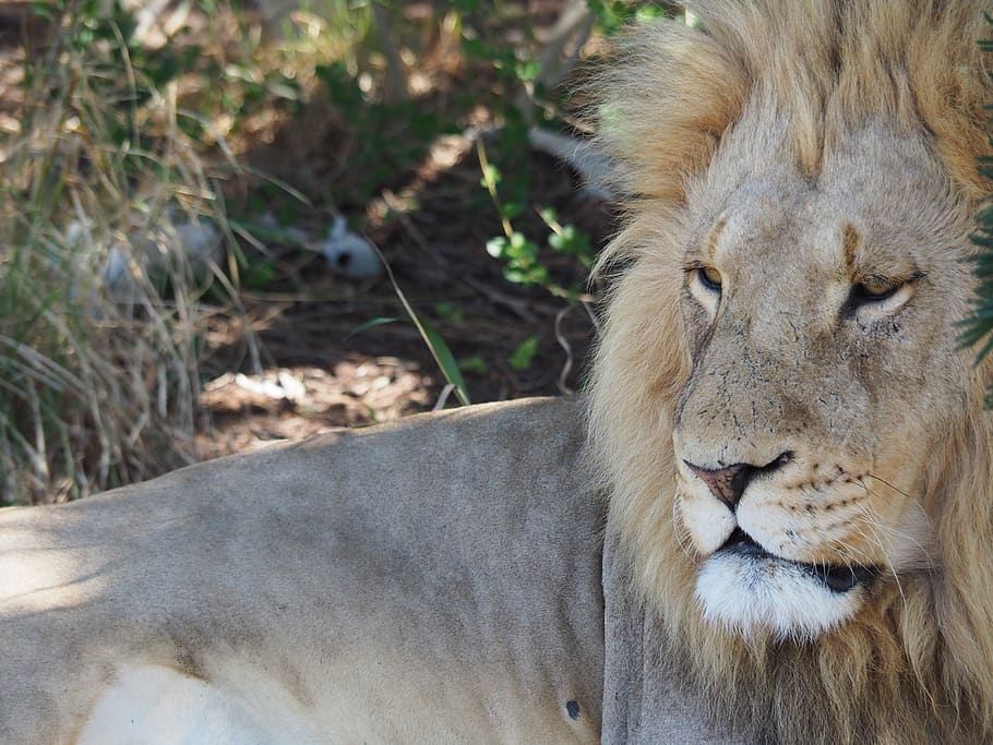 male lion lying on ground under shade, animal, mammal, wildlife