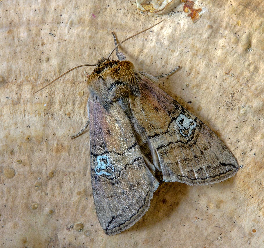 moth, figure-of-eighty, wings, pattern, nature, insect, colorful HD wallpaper