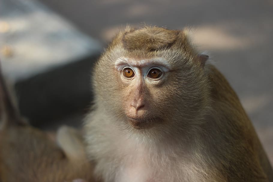 monkey, animal, zoo, primate, mammal, animal wildlife, one animal HD wallpaper