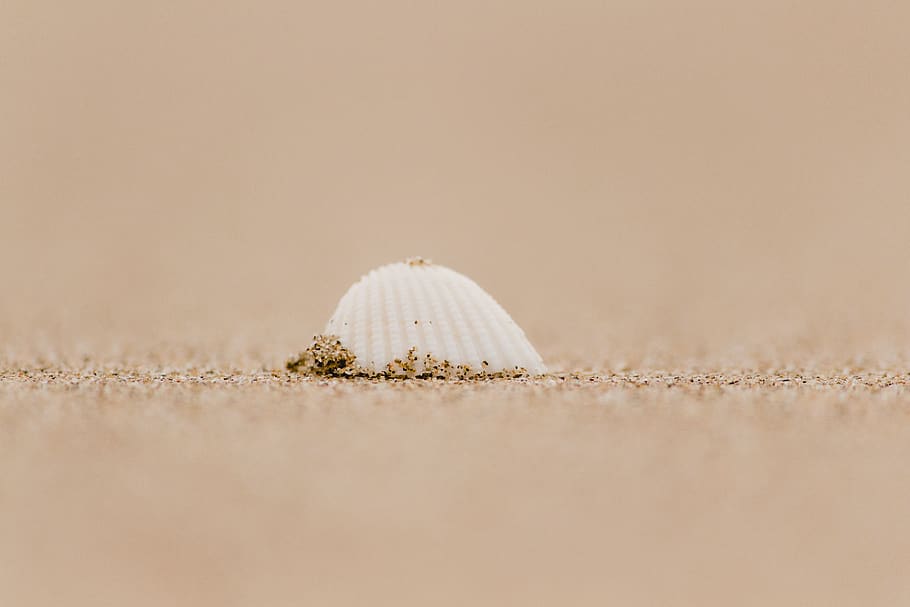 white seashell on seashore, sand, mexico, paraíso, beach, architecture HD wallpaper