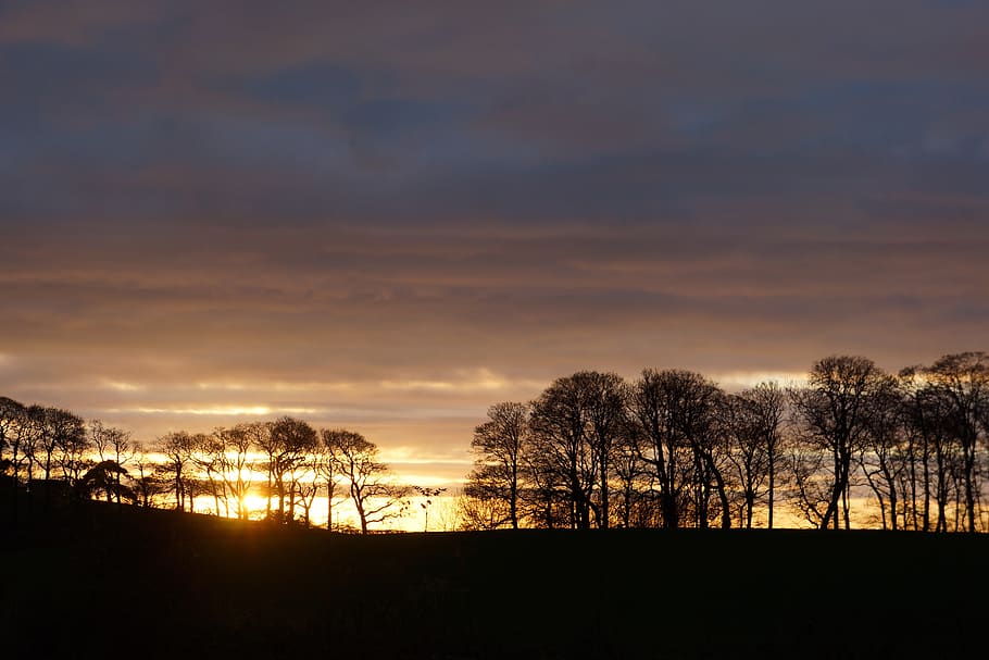 trees, silhouette, evening, sunset, sky, scenics - nature, beauty in nature HD wallpaper