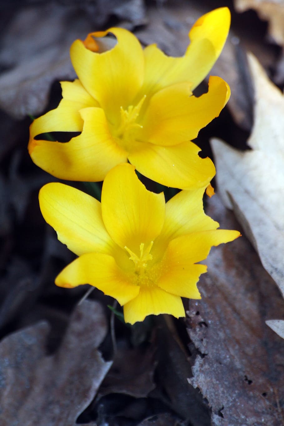 pair, mm, crocus, flowers, frühlingsanfang, walk in the park HD wallpaper