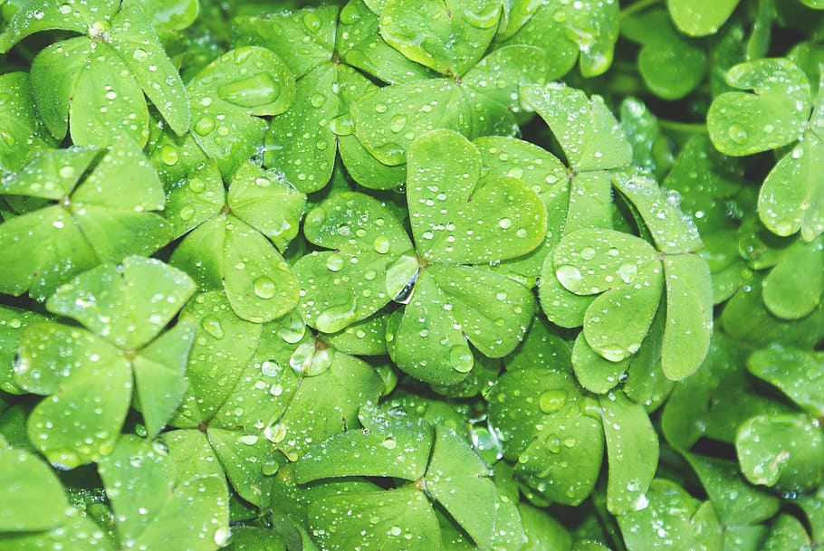green club leaf with water drew, clover, dew, plant, garden, wet HD wallpaper