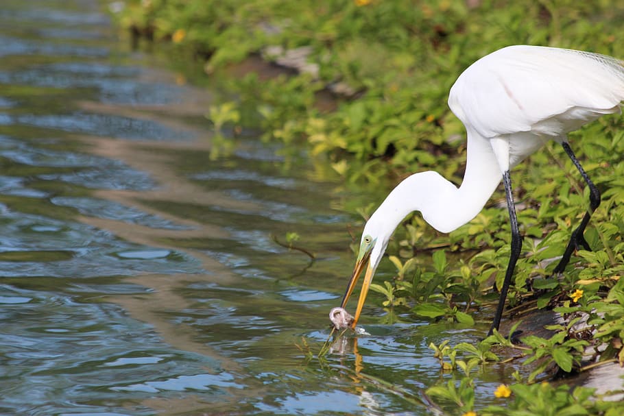 great white egret, ardea alba, heron, wading birds, green grass, HD wallpaper
