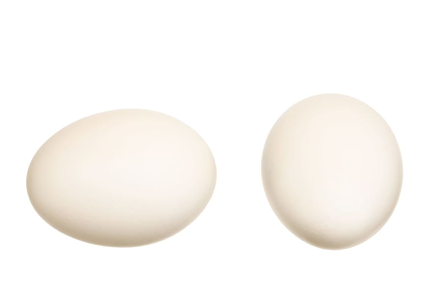 white, egg, eggs, chicks, isolated, eggshell, cholesterol, meal HD wallpaper
