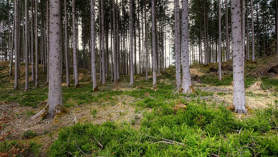 forest, tree, nature, landscape, glade, mood, log, plant, tree trunk HD wallpaper