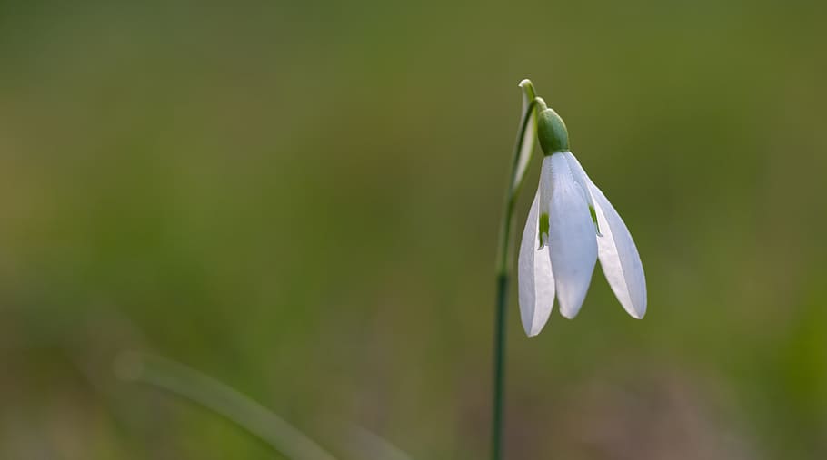 snowdrop, spring, flower, plant, nature, garden, blossom, bloom HD wallpaper