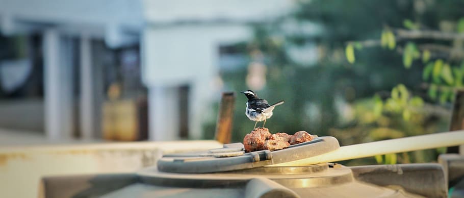 india, hyderabad, telangana, bird, animal, animal themes, vertebrate HD wallpaper