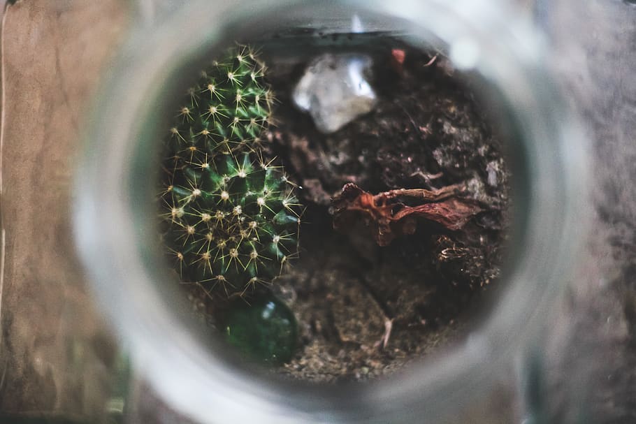 succulent, flowers, plant, tree, selective focus, growth, potted plant HD wallpaper