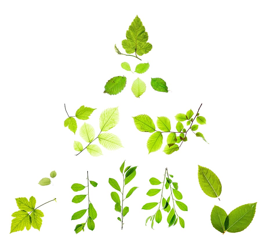 branch, decoration, leaf, leavs, leaves, laeves, leavse, white HD wallpaper
