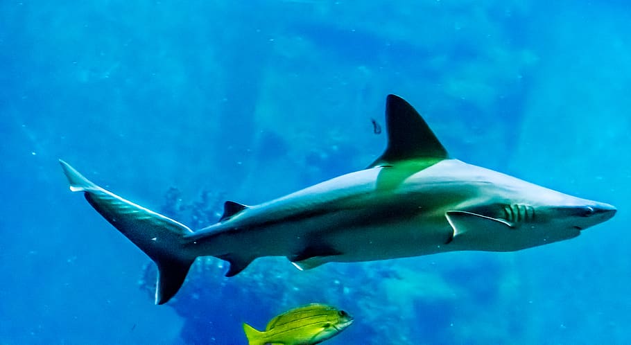 shark, sea, predator, fish, animal, animal wildlife, underwater HD wallpaper