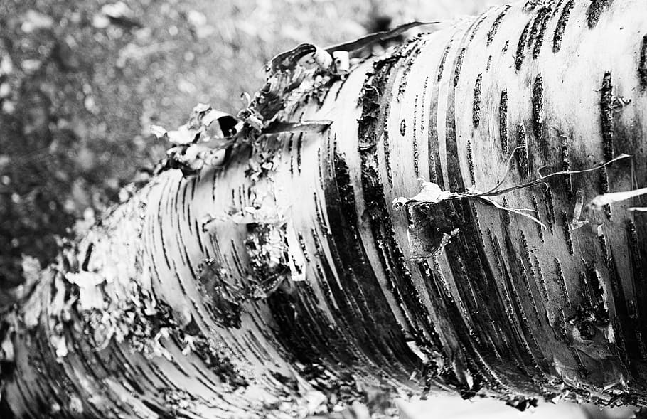 tree, bark, tree trunk, wood, texture, birch bark, close-up HD wallpaper