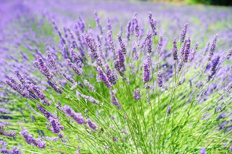 Close-up Photo of Lavender Growing on Field, aroma, aromatic, HD wallpaper