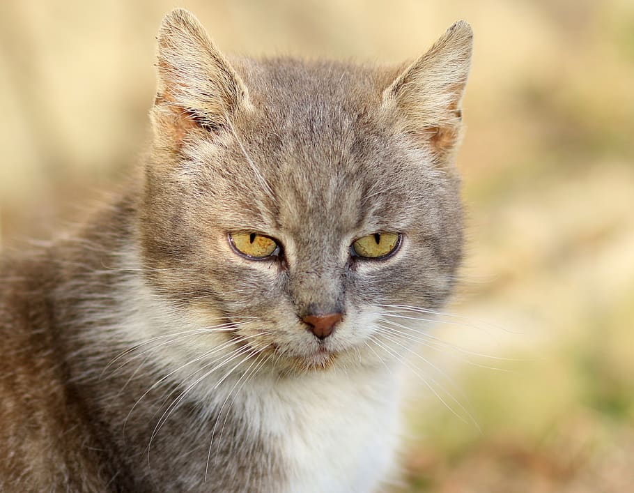 cat, white, gray, fur, feline, tamed, animal themes, mammal HD wallpaper