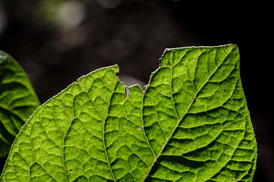 macro, leaf, plant part, green color, nature, close-up, black background HD wallpaper
