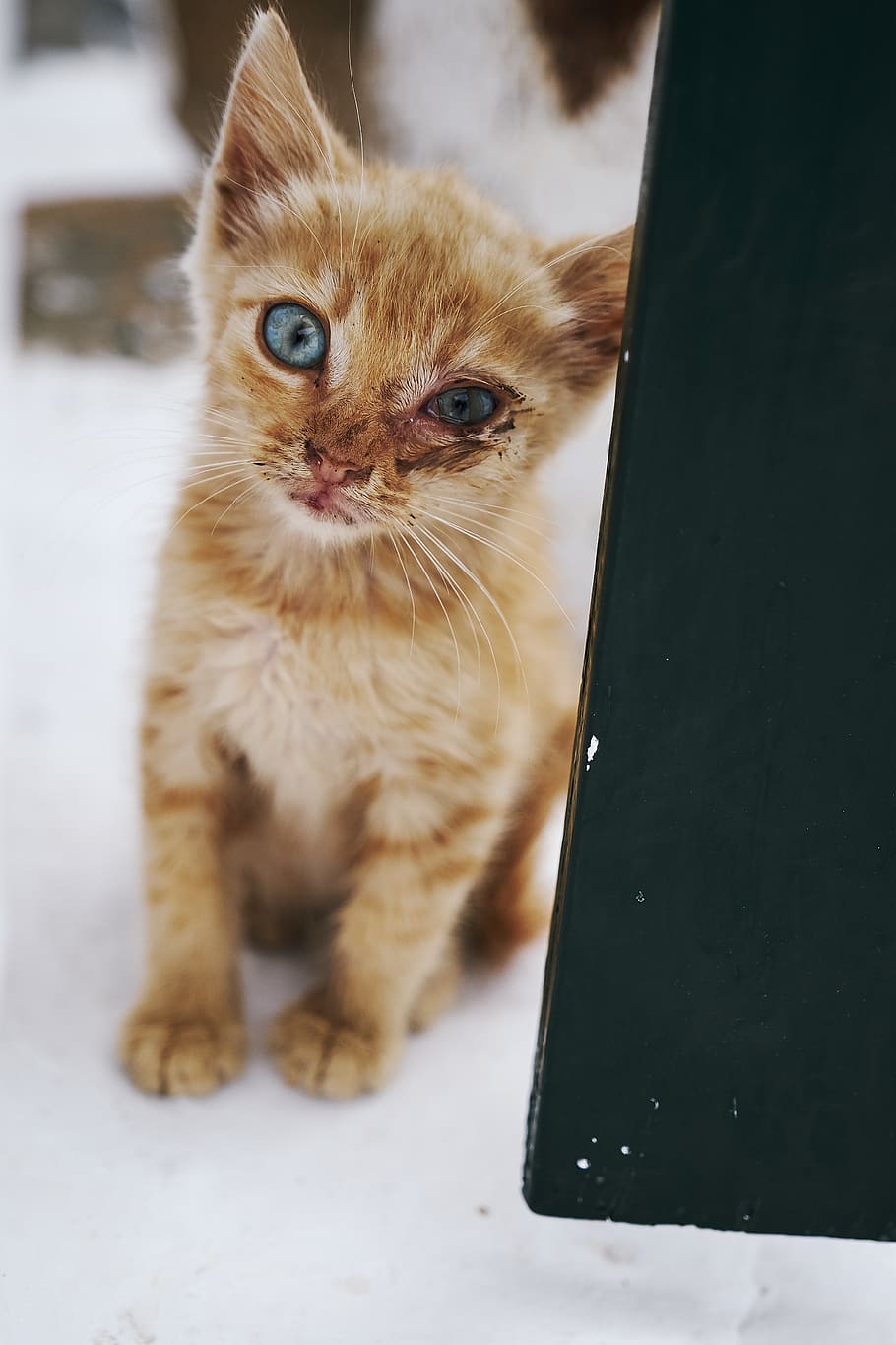 kitty, cat, animal, pet, wild, greece, amorgos, hurt, wound HD wallpaper