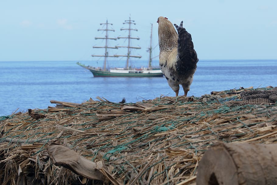 cape verde, bird, ocean, ship, sailing, tallship, wildlife HD wallpaper