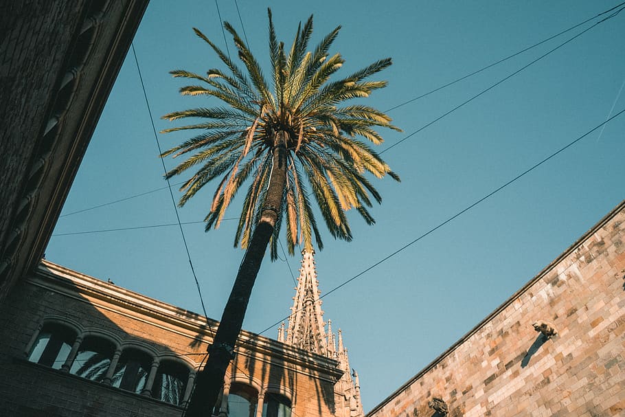 date tree, architecture, tower, building, steeple, spire, plant HD wallpaper