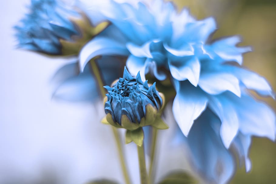 blue, flower, bloom, blossom, summer, garden, spring, rain HD wallpaper