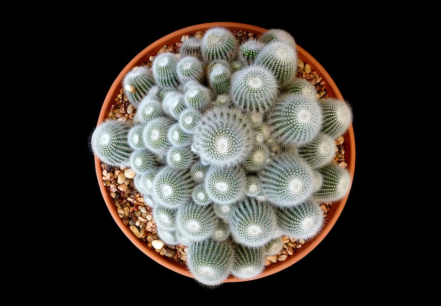cacti, white, green, cactus, succulent, garden, botanical, round HD wallpaper