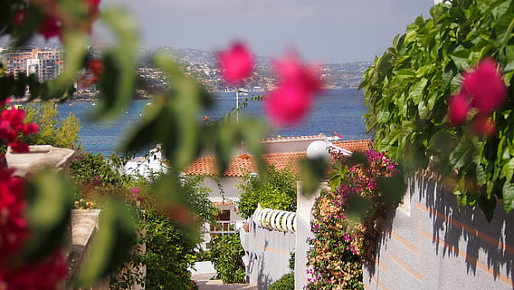 spain, calp, beach, sun, plant, flowering plant, nature, day HD wallpaper
