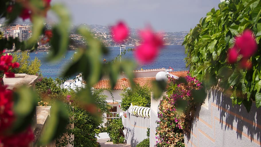 spain, calp, beach, sun, plant, flowering plant, nature, day HD wallpaper