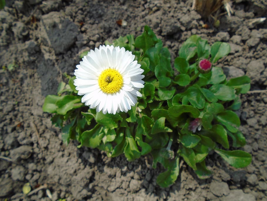 white, chamomile, flower, closeup, green, garden, spring, leaf HD wallpaper