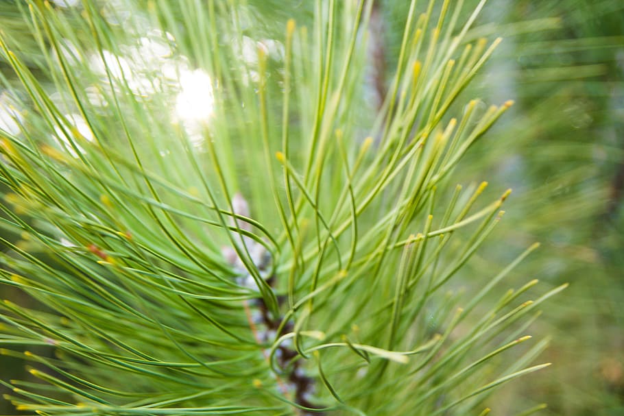 pine, tree, green, grow, plant, green color, growth, nature HD wallpaper