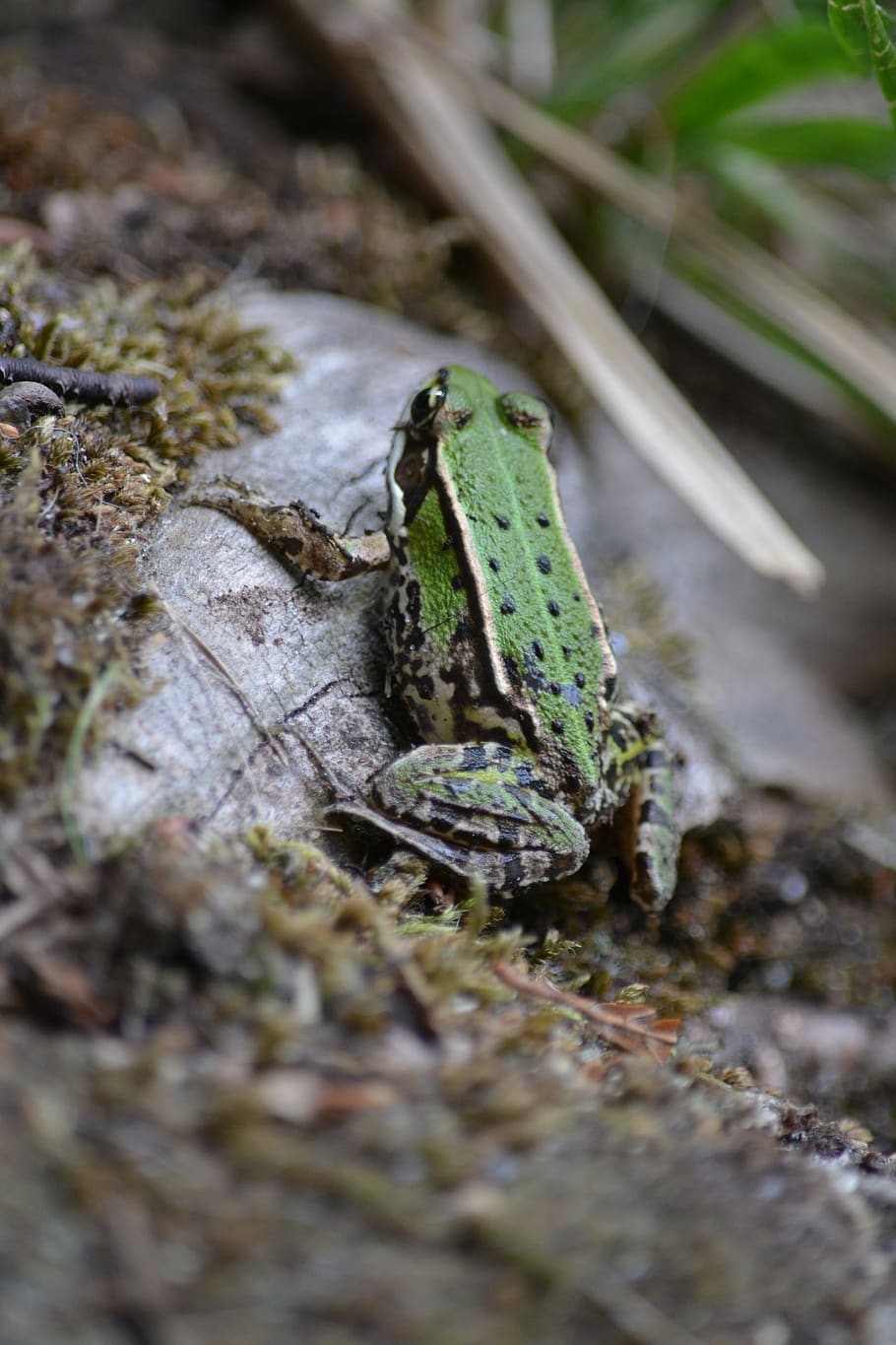 toad, stone, water, pond, selective focus, animal wildlife HD wallpaper